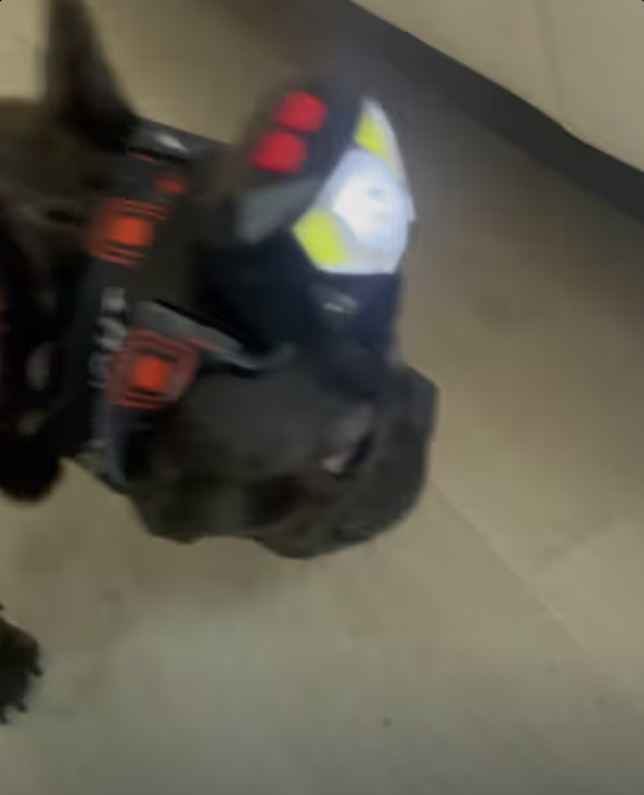 Frenchie lights up TikTok with cuteness overload !!!